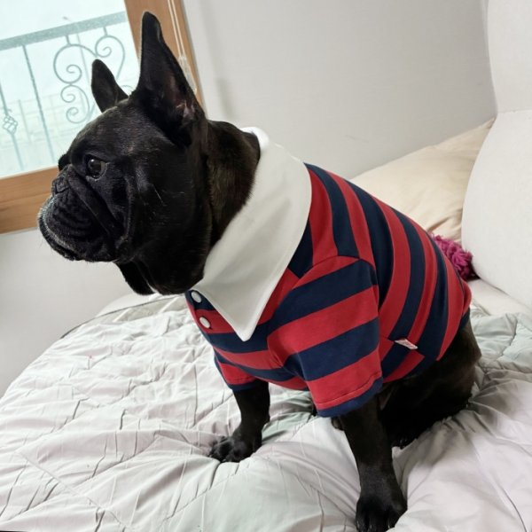 画像22: フレブル 服 フレンチブルドッグ ラガー半袖Tシャツ 春夏秋冬 L XL 2XL 3XL 4XL 5XL イングリッシュブルドッグ  パグ ペット服 犬服 フレブル  即日発送致します (22)