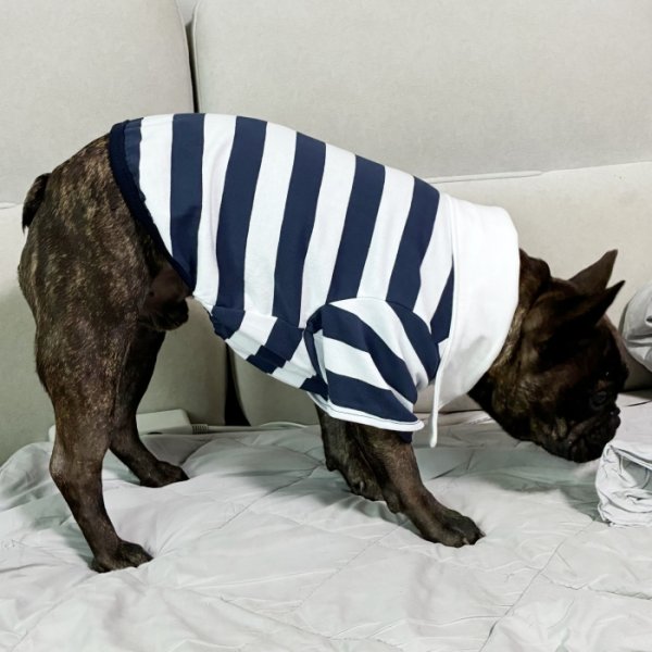 画像11: フレブル 服 フレンチブルドッグ ラガー半袖Tシャツ 春夏秋冬 L XL 2XL 3XL 4XL 5XL イングリッシュブルドッグ  パグ ペット服 犬服 フレブル  即日発送致します (11)