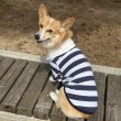 画像8: ウェルシュ コーギー 服 ラガー半袖 Tシャツ 2XL 3XL 4XL 5XL中型犬 大型犬 春夏秋冬 コーギー おしゃれ 犬服 doggystar ドッギースター 即日発送致します (8)