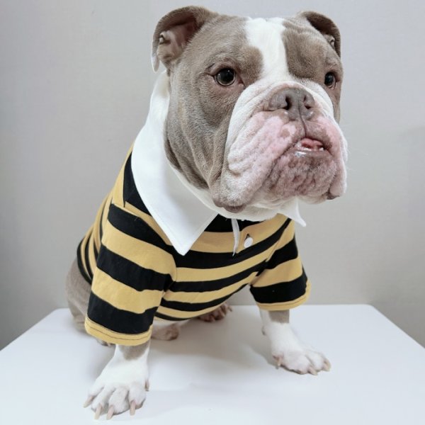 画像4: フレブル 服 フレンチブルドッグ ラガー半袖Tシャツ 春夏秋冬 L XL 2XL 3XL 4XL 5XL イングリッシュブルドッグ  パグ ペット服 犬服 フレブル  即日発送致します (4)