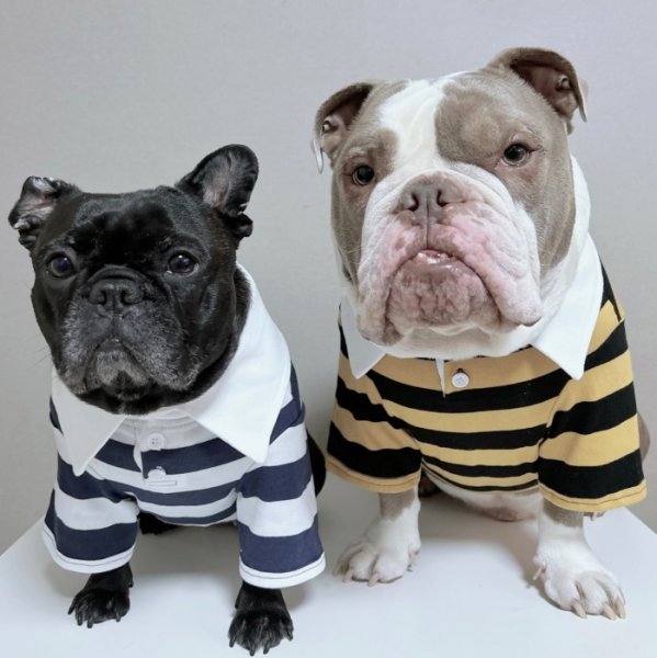画像30: フレブル 服 フレンチブルドッグ ラガー半袖Tシャツ 春夏秋冬 L XL 2XL 3XL 4XL 5XL イングリッシュブルドッグ  パグ ペット服 犬服 フレブル  即日発送致します (30)