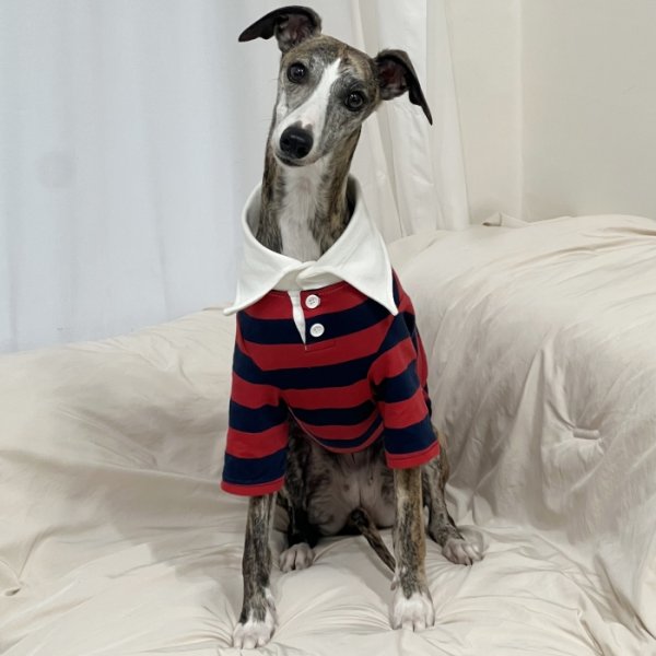 画像34: イタグレ服 S M L XL 2XL 3XL ラガー 半袖 Tシャツ  小型犬 中型犬 大型犬 春 秋 冬 犬服 doggystar ドッギースター 即日出荷出来ます (34)