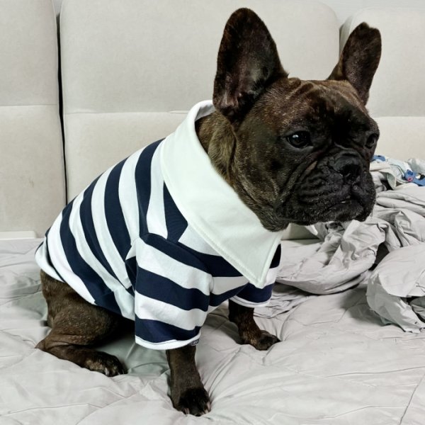 画像10: フレブル 服 フレンチブルドッグ ラガー半袖Tシャツ 春夏秋冬 L XL 2XL 3XL 4XL 5XL イングリッシュブルドッグ  パグ ペット服 犬服 フレブル  即日発送致します (10)