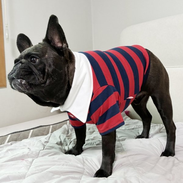 画像20: フレブル 服 フレンチブルドッグ ラガー半袖Tシャツ 春夏秋冬 L XL 2XL 3XL 4XL 5XL イングリッシュブルドッグ  パグ ペット服 犬服 フレブル  即日発送致します (20)