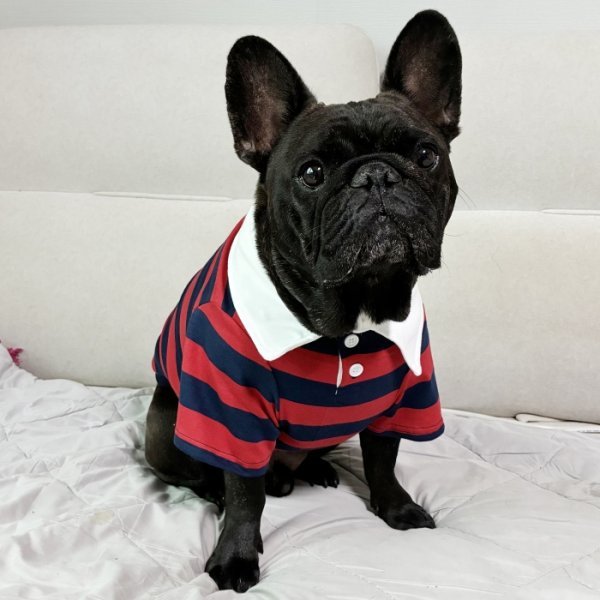 画像21: フレブル 服 フレンチブルドッグ ラガー半袖Tシャツ 春夏秋冬 L XL 2XL 3XL 4XL 5XL イングリッシュブルドッグ  パグ ペット服 犬服 フレブル  即日発送致します (21)