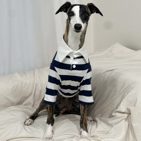 画像14: イタグレ服 S M L XL 2XL 3XL ラガー 半袖 Tシャツ  小型犬 中型犬 大型犬 春 秋 冬 犬服 doggystar ドッギースター 即日出荷出来ます (14)