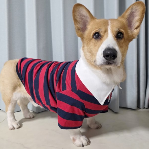 画像15: ウェルシュ コーギー 服 ラガー半袖 Tシャツ 2XL 3XL 4XL 5XL中型犬 大型犬 春夏秋冬 コーギー おしゃれ 犬服 doggystar ドッギースター 即日発送致します (15)