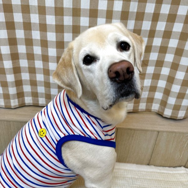画像22: 犬服 ボーダー スマイル シンプル タンクトップ S M L XL 2XL 3XL 4XL 5XL 6XL 小型犬 中型犬 大型犬 春 夏 袖なし おしゃれ ペット服 doggystar ドッギースター  (22)