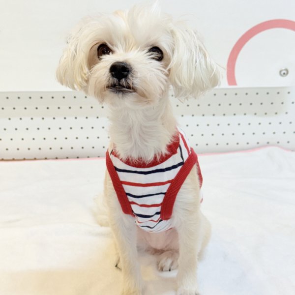 画像20: 犬服 ボーダー スマイル シンプル タンクトップ S M L XL 2XL 3XL 4XL 5XL 6XL 小型犬 中型犬 大型犬 春 夏 袖なし おしゃれ ペット服 doggystar ドッギースター  (20)