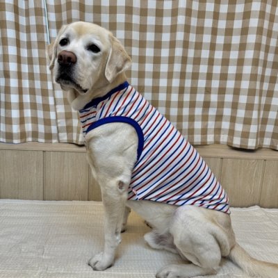 画像2: 犬服 ボーダー スマイル シンプル タンクトップ S M L XL 2XL 3XL 4XL 5XL 6XL 小型犬 中型犬 大型犬 春 夏 袖なし おしゃれ ペット服 doggystar ドッギースター 
