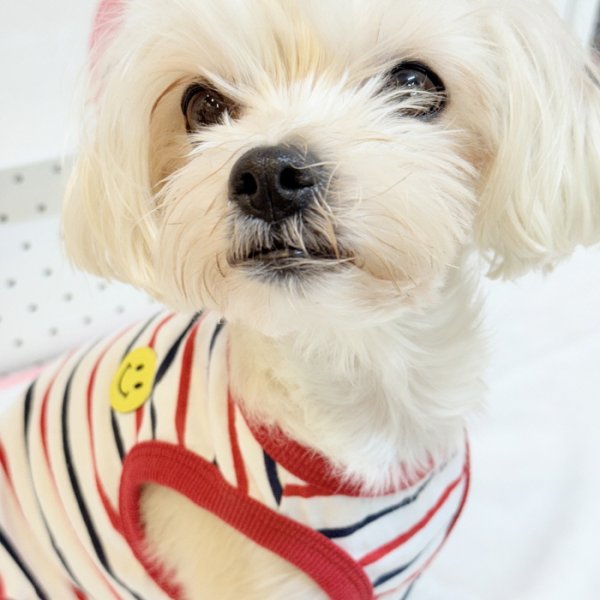 画像18: 犬服 ボーダー スマイル シンプル タンクトップ S M L XL 2XL 3XL 4XL 5XL 6XL 小型犬 中型犬 大型犬 春 夏 袖なし おしゃれ ペット服 doggystar ドッギースター  (18)