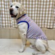 画像25: 犬服 ボーダー スマイル シンプル タンクトップ S M L XL 2XL 3XL 4XL 5XL 6XL 小型犬 中型犬 大型犬 春 夏 袖なし おしゃれ ペット服 doggystar ドッギースター  (25)