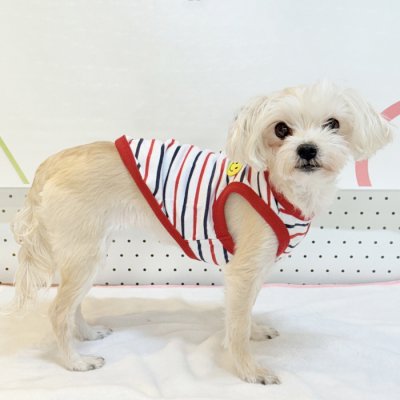 画像1: 犬服 ボーダー スマイル シンプル タンクトップ S M L XL 2XL 3XL 4XL 5XL 6XL 小型犬 中型犬 大型犬 春 夏 袖なし おしゃれ ペット服 doggystar ドッギースター 