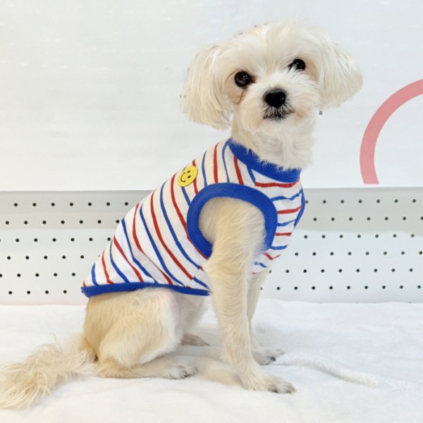 画像14: 犬服 ボーダー スマイル シンプル タンクトップ S M L XL 2XL 3XL 4XL 5XL 6XL 小型犬 中型犬 大型犬 春 夏 袖なし おしゃれ ペット服 doggystar ドッギースター  (14)
