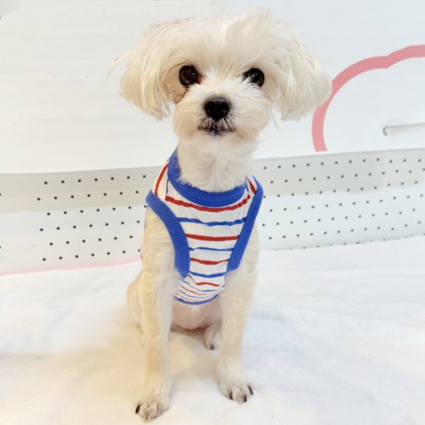 画像17: 犬服 ボーダー スマイル シンプル タンクトップ S M L XL 2XL 3XL 4XL 5XL 6XL 小型犬 中型犬 大型犬 春 夏 袖なし おしゃれ ペット服 doggystar ドッギースター  (17)