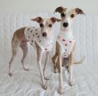 画像4: イタグレ服 S M L XL 2XL 3XL 吸汗速乾 いちごメッシュ  クロップド タンクトップ 小型犬 中型犬 大型犬 夏 doggystar ドッギースター 即日発送できます (4)