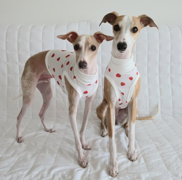 画像4: イタグレ服 S M L XL 2XL 3XL 吸汗速乾 いちごメッシュ  クロップド タンクトップ 小型犬 中型犬 大型犬 夏 doggystar ドッギースター 即日発送できます (4)