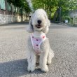 画像15: イタグレ服 S M L XL 2XL 3XL 吸汗速乾 いちごメッシュ  クロップド タンクトップ 小型犬 中型犬 大型犬 夏 doggystar ドッギースター 即日発送できます (15)