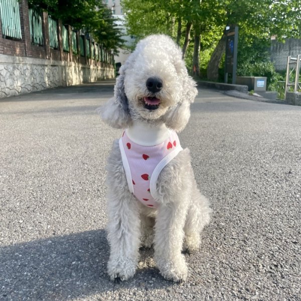 画像15: イタグレ服 S M L XL 2XL 3XL 吸汗速乾 いちごメッシュ  クロップド タンクトップ 小型犬 中型犬 大型犬 夏 doggystar ドッギースター 即日発送できます (15)