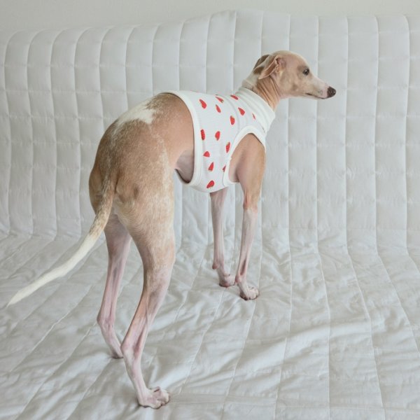 画像6: イタグレ服 S M L XL 2XL 3XL 吸汗速乾 いちごメッシュ  クロップド タンクトップ 小型犬 中型犬 大型犬 夏 doggystar ドッギースター 即日発送できます (6)