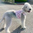 画像19: イタグレ服 S M L XL 2XL 3XL 吸汗速乾 いちごメッシュ  クロップド タンクトップ 小型犬 中型犬 大型犬 夏 doggystar ドッギースター 即日発送できます (19)