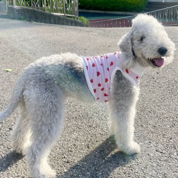 画像19: イタグレ服 S M L XL 2XL 3XL 吸汗速乾 いちごメッシュ  クロップド タンクトップ 小型犬 中型犬 大型犬 夏 doggystar ドッギースター 即日発送できます (19)