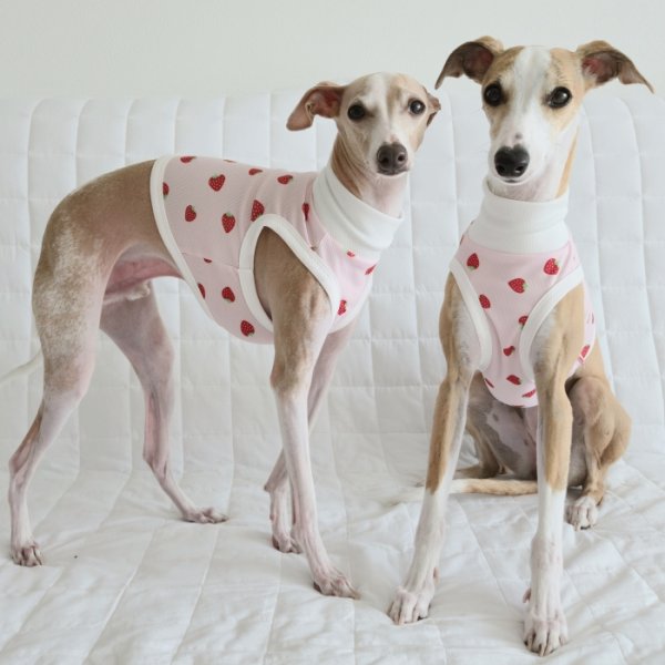 画像12: イタグレ服 S M L XL 2XL 3XL 吸汗速乾 いちごメッシュ  クロップド タンクトップ 小型犬 中型犬 大型犬 夏 doggystar ドッギースター 即日発送できます (12)