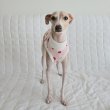 画像13: イタグレ服 S M L XL 2XL 3XL 吸汗速乾 いちごメッシュ  クロップド タンクトップ 小型犬 中型犬 大型犬 夏 doggystar ドッギースター 即日発送できます (13)