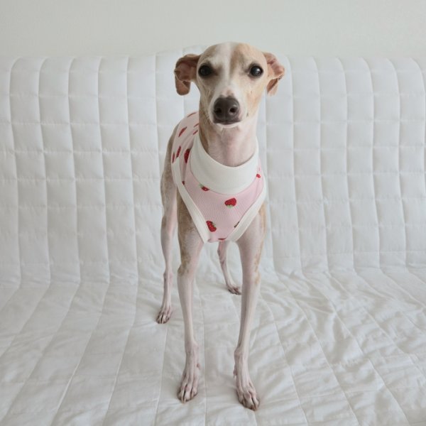 画像13: イタグレ服 S M L XL 2XL 3XL 吸汗速乾 いちごメッシュ  クロップド タンクトップ 小型犬 中型犬 大型犬 夏 doggystar ドッギースター 即日発送できます (13)