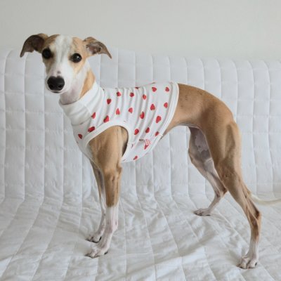 画像2: イタグレ服 S M L XL 2XL 3XL 吸汗速乾 いちごメッシュ クロップド タンクトップ 小型犬 中型犬 大型犬 夏 doggystar ドッギースター 即日発送できます