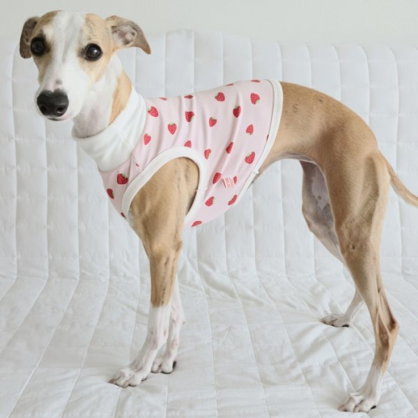画像14: イタグレ服 S M L XL 2XL 3XL 吸汗速乾 いちごメッシュ  クロップド タンクトップ 小型犬 中型犬 大型犬 夏 doggystar ドッギースター 即日発送できます (14)
