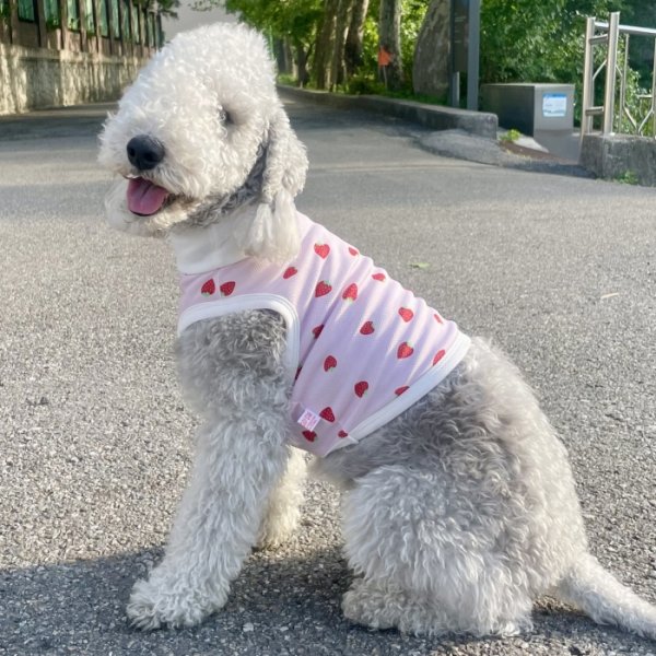 画像16: イタグレ服 S M L XL 2XL 3XL 吸汗速乾 いちごメッシュ  クロップド タンクトップ 小型犬 中型犬 大型犬 夏 doggystar ドッギースター 即日発送できます (16)