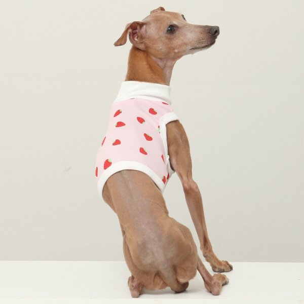 画像17: イタグレ服 S M L XL 2XL 3XL 吸汗速乾 いちごメッシュ  クロップド タンクトップ 小型犬 中型犬 大型犬 夏 doggystar ドッギースター 即日発送できます (17)