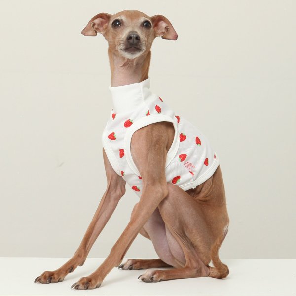 画像5: イタグレ服 S M L XL 2XL 3XL 吸汗速乾 いちごメッシュ  クロップド タンクトップ 小型犬 中型犬 大型犬 夏 doggystar ドッギースター 即日発送できます (5)