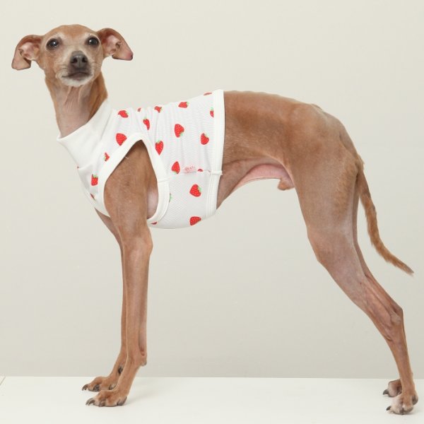 画像4: イタグレ服 S M L XL 2XL 3XL 吸汗速乾 いちごメッシュ  クロップド タンクトップ 小型犬 中型犬 大型犬 夏 doggystar ドッギースター 即日発送できます (4)