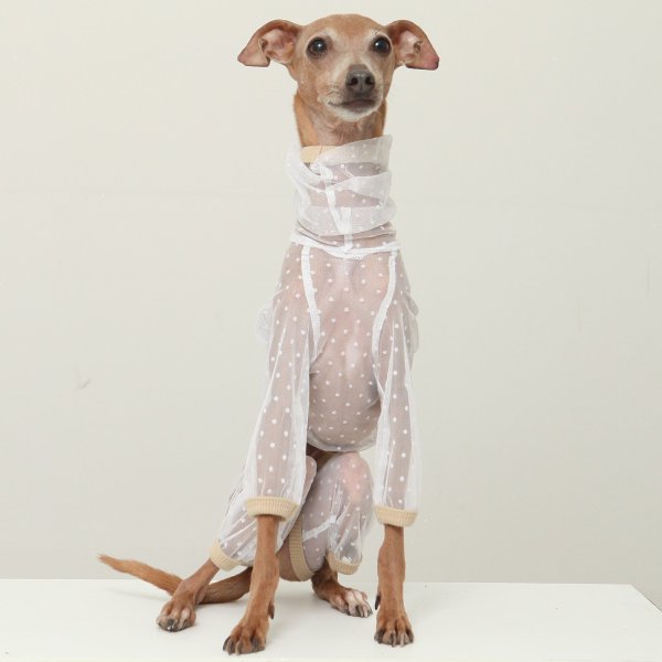 画像6: イタグレ服 S M L XL 2XL 3XLシースルードット柄 ロンパース つなぎ 小型犬 中型犬 大型犬 春夏 doggystar ドッギースター 6/15より発送出来ます (6)