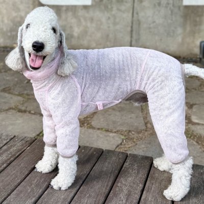 画像3: イタグレ服 S M L XL 2XL 3XLシースルードット柄 ロンパース つなぎ 小型犬 中型犬 大型犬 春夏 doggystar ドッギースター 6/15より発送出来ます