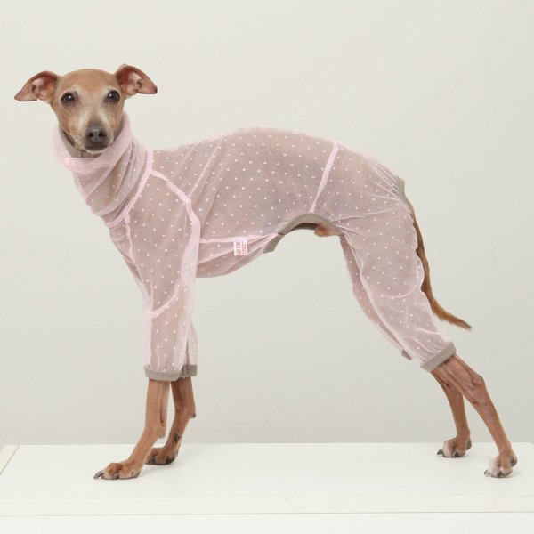 画像13: イタグレ服 S M L XL 2XL 3XLシースルードット柄 ロンパース つなぎ 小型犬 中型犬 大型犬 春夏 doggystar ドッギースター 6/15より発送出来ます (13)
