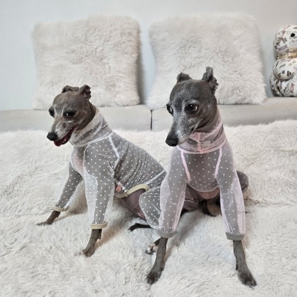 画像33: イタグレ服 S M L XL 2XL 3XLシースルードット柄 ロンパース つなぎ 小型犬 中型犬 大型犬 春夏 doggystar ドッギースター 6/15より発送出来ます (33)
