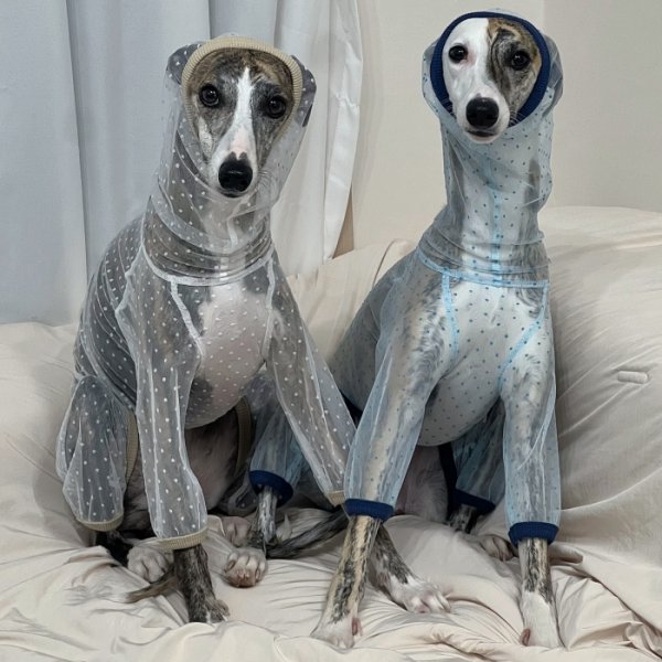 画像34: イタグレ服 S M L XL 2XL 3XLシースルードット柄 ロンパース つなぎ 小型犬 中型犬 大型犬 春夏 doggystar ドッギースター 6/15より発送出来ます (34)