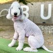 画像17: イタグレ服 S M L XL 2XL 3XLシースルードット柄 ロンパース つなぎ 小型犬 中型犬 大型犬 春夏 doggystar ドッギースター 6/15より発送出来ます (17)