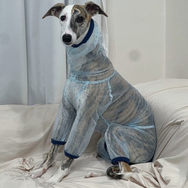 画像35: イタグレ服 S M L XL 2XL 3XLシースルードット柄 ロンパース つなぎ 小型犬 中型犬 大型犬 春夏 doggystar ドッギースター 6/15より発送出来ます (35)