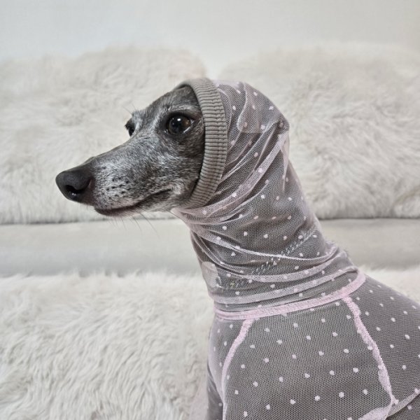 画像20: イタグレ服 S M L XL 2XL 3XLシースルードット柄 ロンパース つなぎ 小型犬 中型犬 大型犬 春夏 doggystar ドッギースター 6/15より発送出来ます (20)