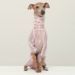 画像14: イタグレ服 S M L XL 2XL 3XLシースルードット柄 ロンパース つなぎ 小型犬 中型犬 大型犬 春夏 doggystar ドッギースター 6/15より発送出来ます (14)