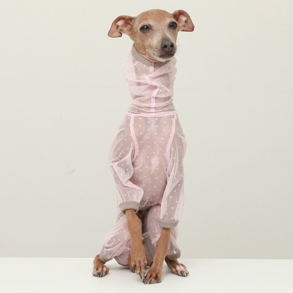 画像14: イタグレ服 S M L XL 2XL 3XLシースルードット柄 ロンパース つなぎ 小型犬 中型犬 大型犬 春夏 doggystar ドッギースター 6/15より発送出来ます (14)