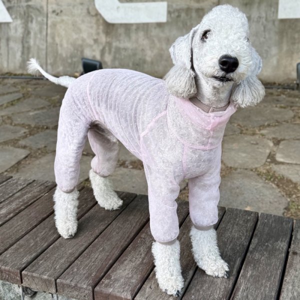 画像16: イタグレ服 S M L XL 2XL 3XLシースルードット柄 ロンパース つなぎ 小型犬 中型犬 大型犬 春夏 doggystar ドッギースター 6/15より発送出来ます (16)
