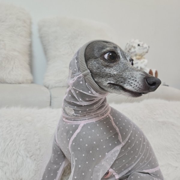 画像19: イタグレ服 S M L XL 2XL 3XLシースルードット柄 ロンパース つなぎ 小型犬 中型犬 大型犬 春夏 doggystar ドッギースター 6/15より発送出来ます (19)