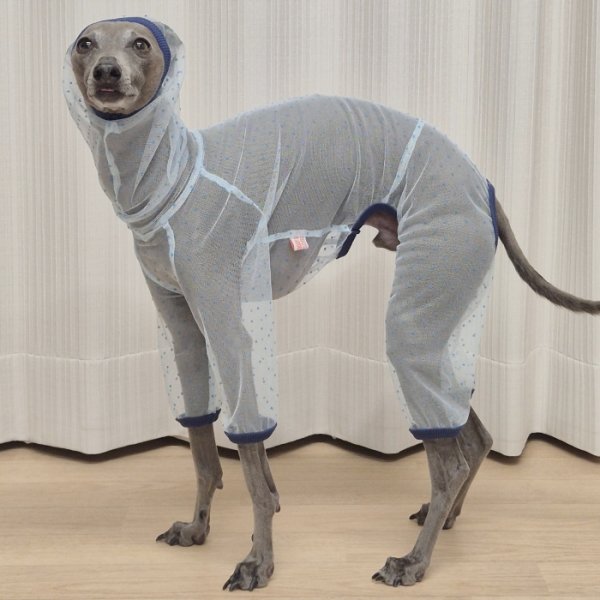 画像27: イタグレ服 S M L XL 2XL 3XLシースルードット柄 ロンパース つなぎ 小型犬 中型犬 大型犬 春夏 doggystar ドッギースター 即日発送できます (27)