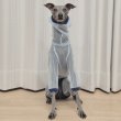 画像29: イタグレ服 S M L XL 2XL 3XLシースルードット柄 ロンパース つなぎ 小型犬 中型犬 大型犬 春夏 doggystar ドッギースター 即日発送できます (29)