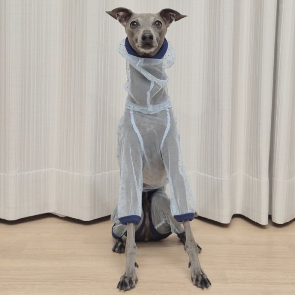 画像29: イタグレ服 S M L XL 2XL 3XLシースルードット柄 ロンパース つなぎ 小型犬 中型犬 大型犬 春夏 doggystar ドッギースター 即日発送できます (29)
